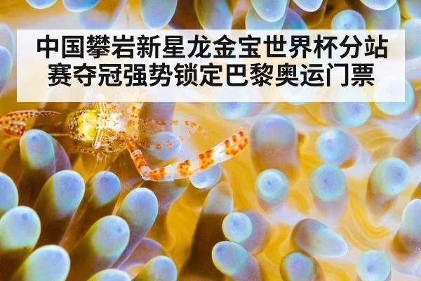 中国攀岩新星龙金宝世界杯分站赛夺冠强势锁定巴黎奥运门票